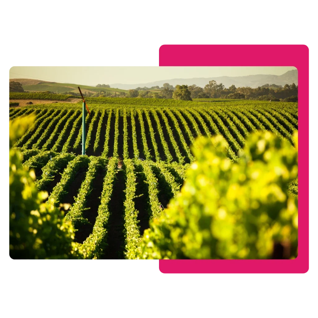 SERVICIOS DE MARKETING DIGITAL PARA BODEGAS